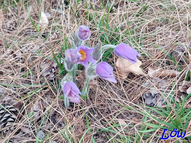 10.3.2025 - Kuhschellen